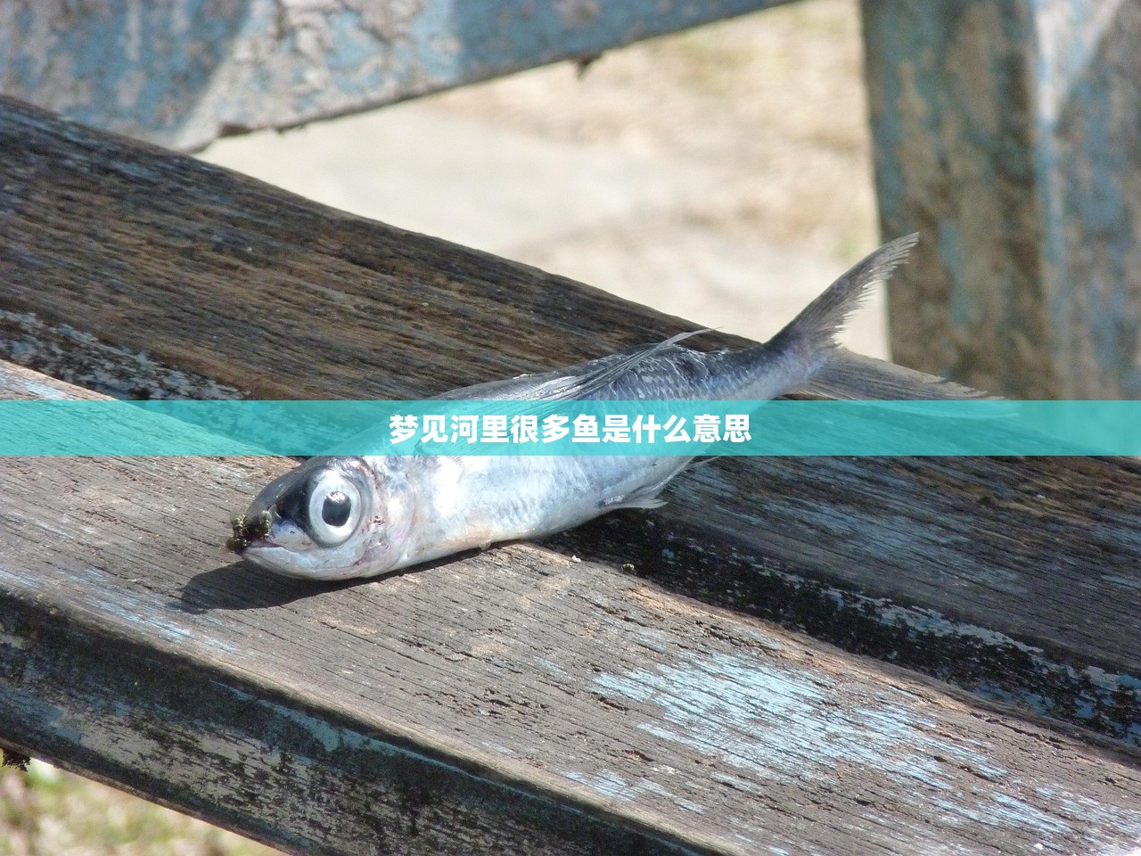 梦见河里很多鱼是什么意思