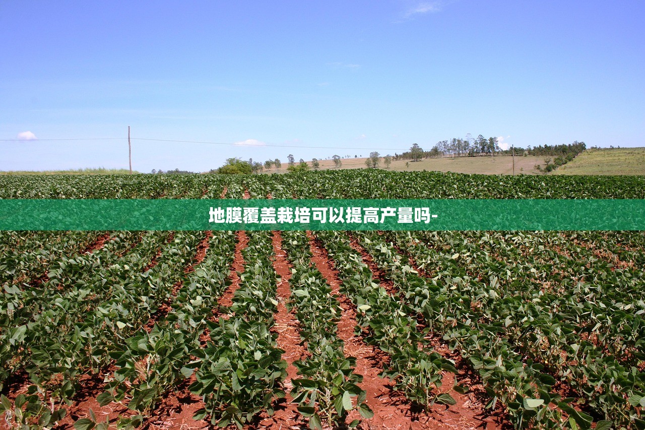 地膜覆盖栽培可以提高产量吗-