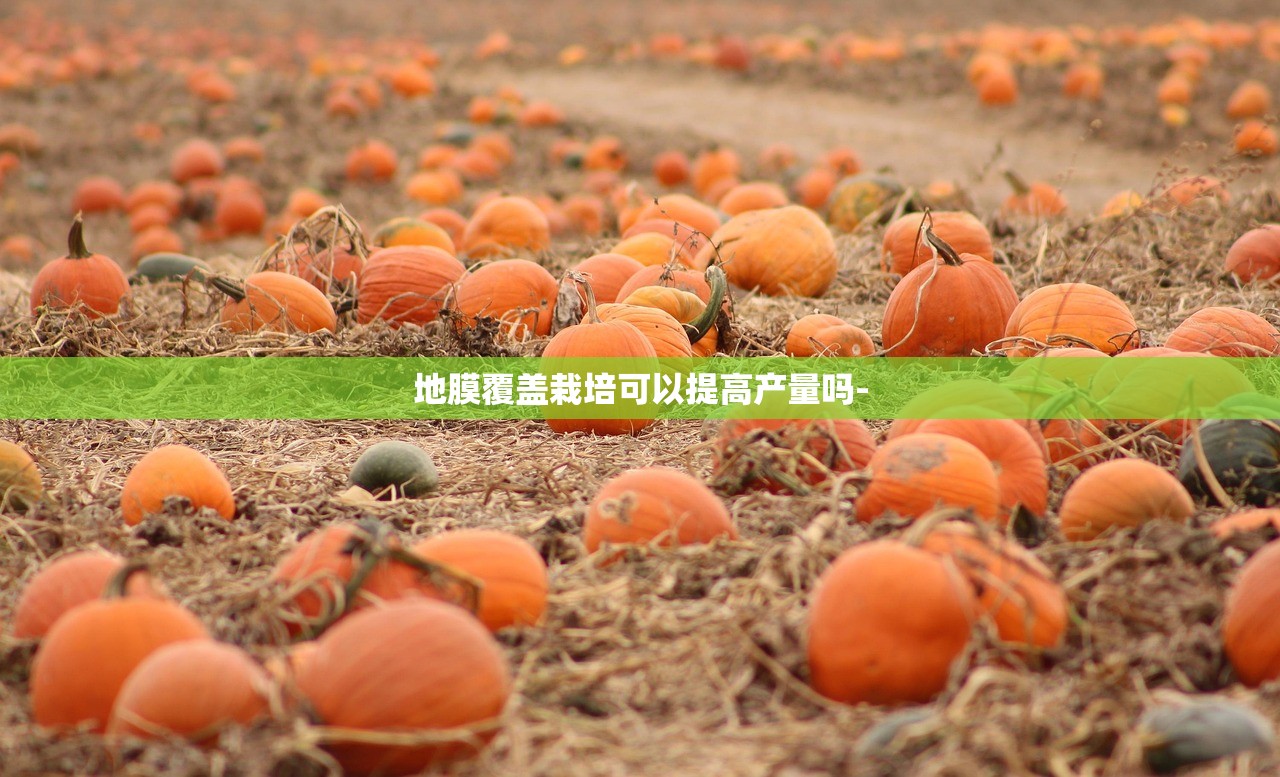 地膜覆盖栽培可以提高产量吗-