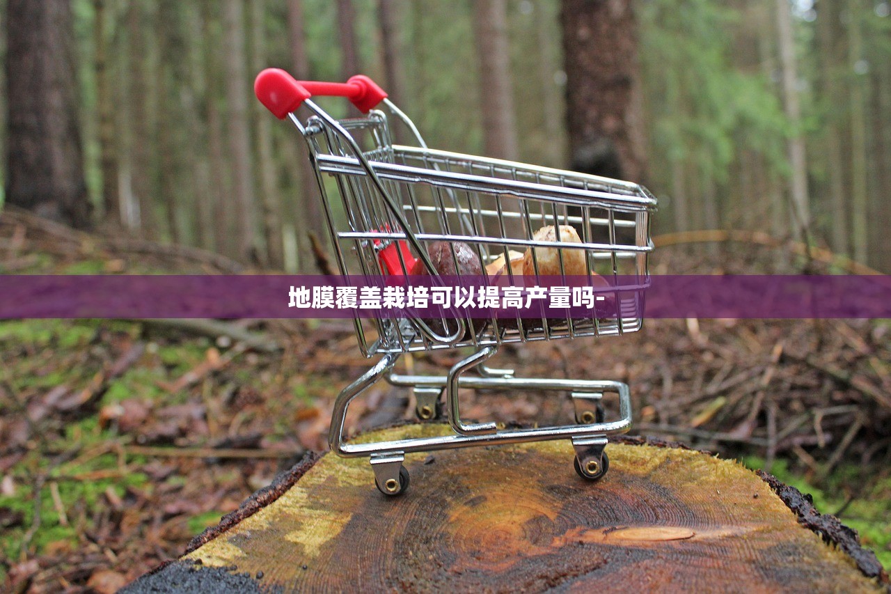 地膜覆盖栽培可以提高产量吗-
